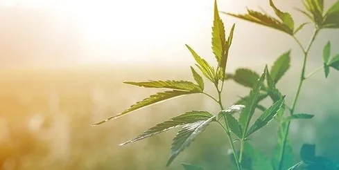 CannabisplanteHampplante Marihuanagress, luke, potte, ganja eller Mary Jane