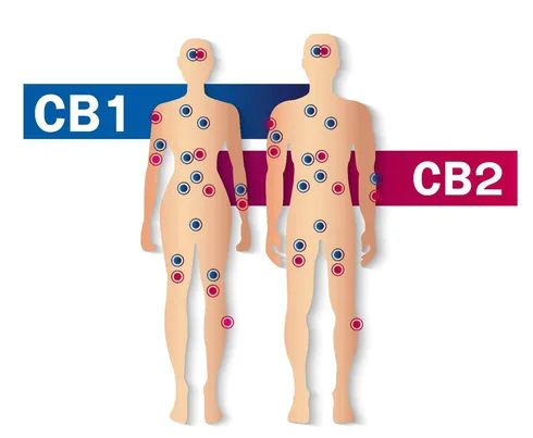 CB1 og CB2 faktorer