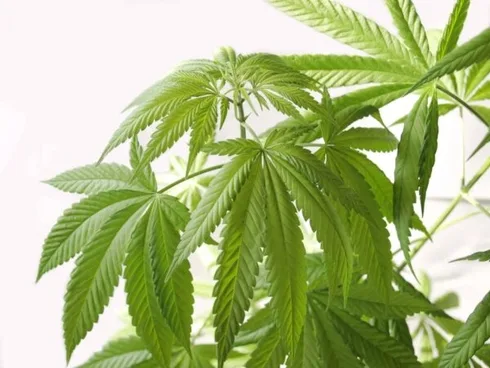 CannabisplanteHampplante Marihuanagress, luke, potte, ganja eller Mary Jane CannabisplanteHampplante Marihuanagress, luke, potte, ganja eller Mary Jane