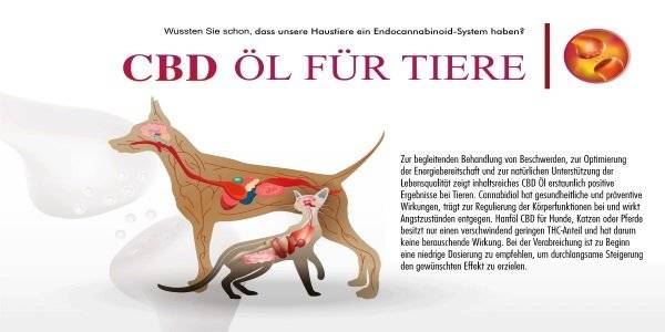 CBD Öl für Tiere