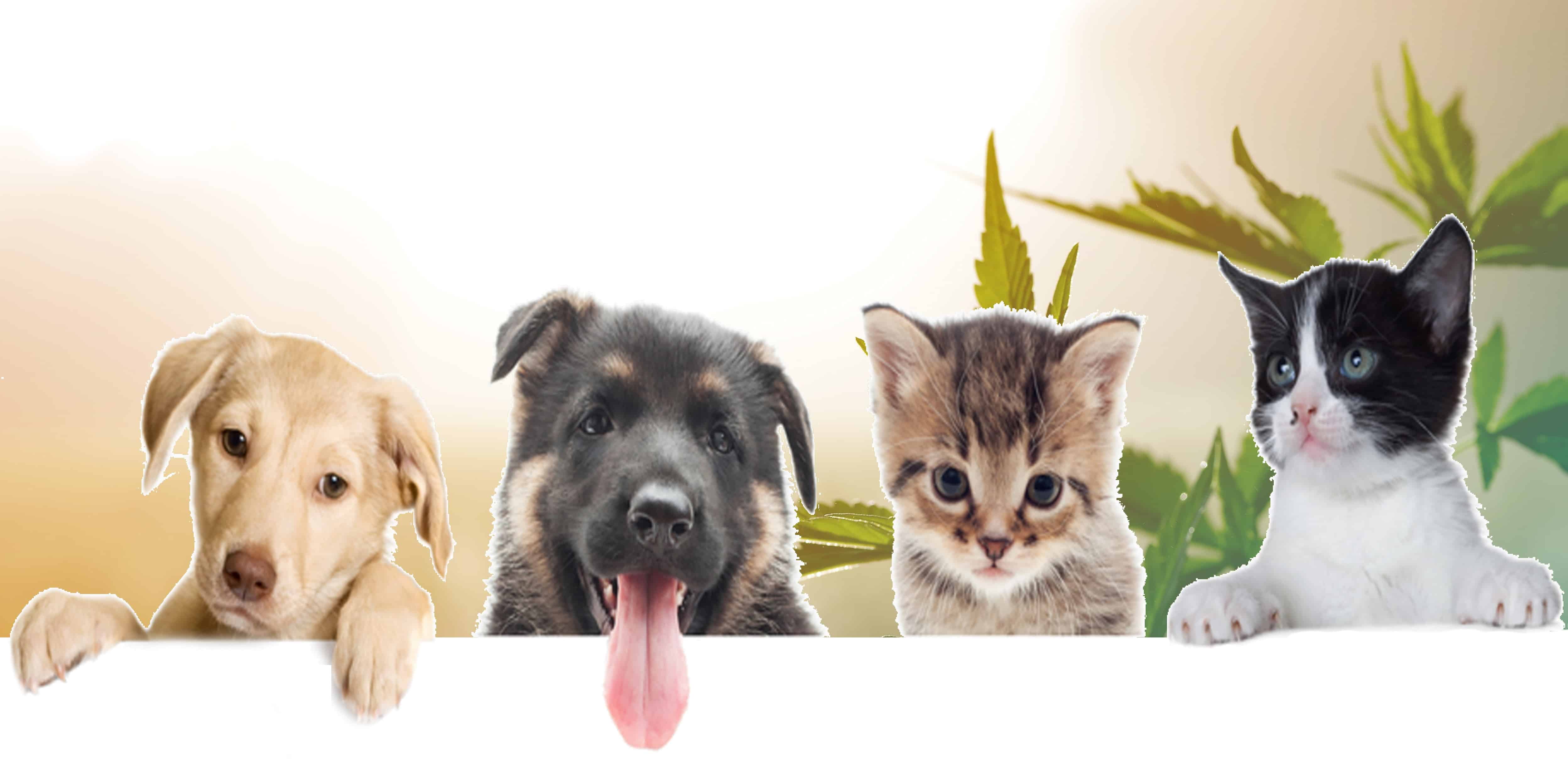 CBD Produkte für Tiere