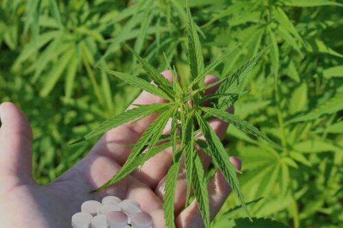 wechselwirkung CBD mit Medikamenten