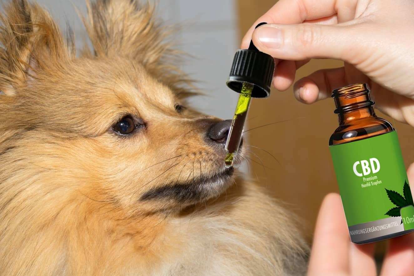 CBD für Tiere Cannabisöl Hanföl CBD Vollspektrum Hanf Öl 10% 30ml kaufen