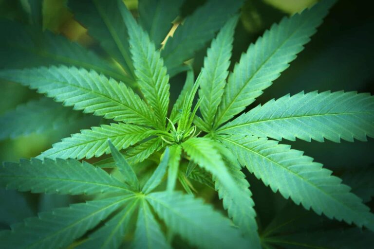 Cannabis PflanzeHanfpflanze Marihuana Gras, Weed, Pot, Ganja oder Mary Jane