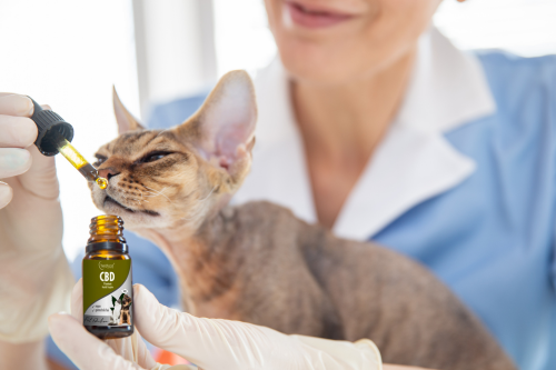 cbd katzen