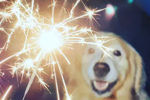 hund silvester feuerwerk