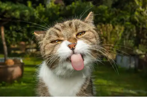 katze terpene