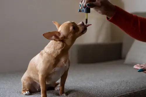 CBD für Hunde Cannabisöl für Hunde Hanföl CBD für Hunde