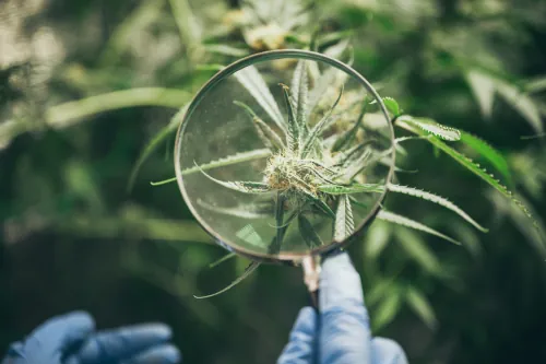 Chemotherapie Unterstützung Natürliches CBD