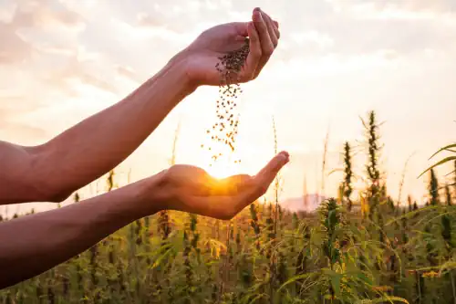 Hanföl mit CBD: Ein natürliches Öl, gewonnen aus der Hanfpflanze, angereichert mit Cannabidiol (CBD), bekannt für seine potenziellen gesundheitsfördernden Eigenschaften ohne psychoaktive Effekte. Ideal als Nahrungsergänzungsmittel und in der Wellness-Branche verwendet.