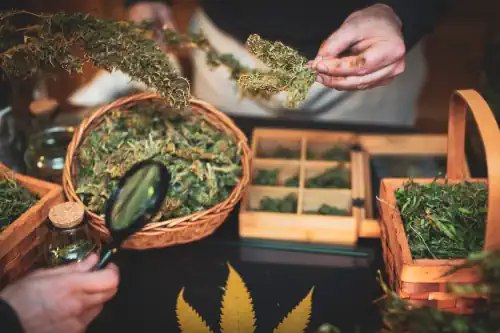 Ein gut belüfteter, dunkler Raum mit mehreren Reihen von Cannabisblüten, die ordentlich auf Hängegestellen ausgebreitet sind, um gleichmäßig und langsam zu trocknen. Die Pflanzen sind gleichmäßig verteilt, um eine optimale Luftzirkulation zu ermöglichen und die Qualität der getrockneten Blüten zu sichern.