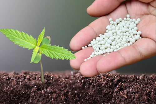 Eine Überlegung zur Behebung von Überdüngungsproblemen könnte sein, neben der Anpassung der Düngerzugabe auch einen Wechsel der cannabis Pflanzen in weniger nährstoffreiche Erde in Betracht zu ziehen, um die Gesundheit der Pflanzen wiederherzustellen.