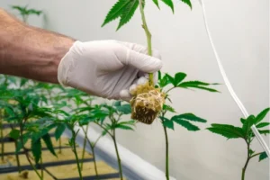 Der Weg zu kräftigen Cannabis-Pflanzen: Expertenrat für erfolgreiches Umtopfen.
