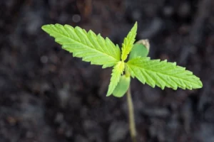 "Cannabis-Pflanzen umtopfen: Praktische Anleitung für maximales Pflanzenwachstum.