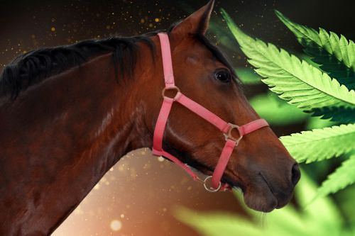 Dieser Text gibt einen Überblick über aktuelle Studien zur Anwendung von Cannabidiol (CBD) bei Pferden, mit einem Fokus auf die Behandlung von Verhaltensstörungen und Arthrose. Es wird aufgezeigt, dass CBD positive Wirkungen in der Beruhigung von Pferden mit stereotypischen Verhaltensweisen und in der Schmerzlinderung bei älteren Pferden mit Arthrose haben könnte, wodurch es sich als vielversprechende Alternative in der Veterinärmedizin etabliert.