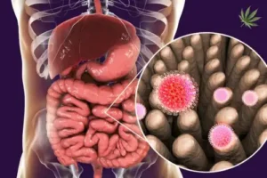 Ein farbenfrohes, medizinisches Bild zeigt eine vergrößerte Darstellung des Magens, der durch Gastritis entzündet ist. Die Magenwand ist gerötet und geschwollen, was auf Entzündungen hinweist. Pfeile und Beschriftungen heben verschiedene Bereiche hervor, darunter die Schleimhaut und mögliche Geschwüre. Zusätzlich gibt es eine grafische Darstellung der Symptome wie Schmerzen im Oberbauch, Übelkeit und Erbrechen. Ein kleiner Einsatz zeigt mögliche Auslöser wie Stress, Alkohol, und Medikamente. Im Hintergrund sind sanfte Blautöne zu sehen, die das Bild harmonisch abrunden.