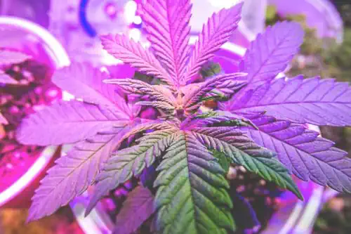 Ein grünes , violettes Cannabisblatt ist in der Mitte des Bildes prominent zu sehen. Das Blatt hat die charakteristische, gespreizte Form mit sieben gezackten Blättern. Es ist vor einem neutralen, hellen Hintergrund platziert, wodurch die lebendige grüne Farbe des Blattes hervorsticht. Die klaren Details und die frische Erscheinung des Blattes vermitteln einen natürlichen und organischen Eindruck, der das Thema CBD und seine pflanzliche Herkunft unterstreicht.