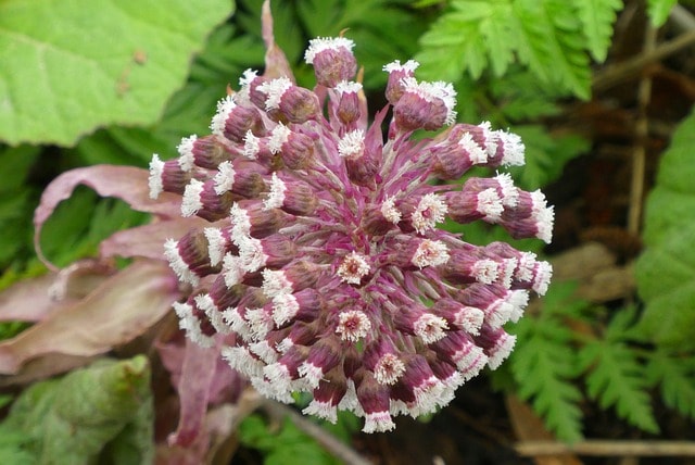 butterbur, flower, spring