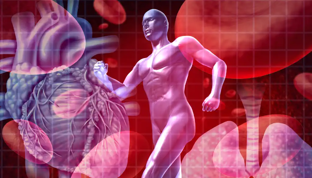 Das Bild zeigt das Herz-Kreislauf-System des menschlichen Körpers. Im Zentrum steht das Herz, in vier Kammern unterteilt: zwei Vorhöfe und zwei Kammern. Rote Arterien transportieren sauerstoffreiches Blut, blaue Venen sauerstoffarmes Blut. Große Blutgefäße wie die Aorta und Venae cavae sind gut sichtbar. Der Blutfluss verläuft vom rechten Vorhof zur rechten Kammer, in die Lungen zur Sauerstoffanreicherung, zurück zum linken Vorhof und zur linken Kammer, und dann durch die Aorta in den Körper. Beschriftungen verdeutlichen den Blutfluss und die Funktion der Teile des Systems.